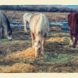 Meet your Posher, Desaray